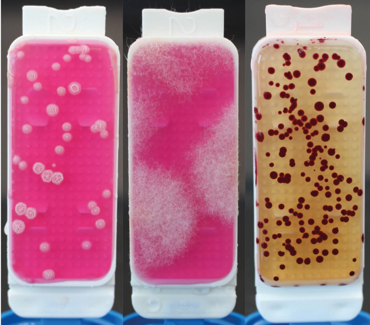 Nitrite and microbial growth Blaser Swisslube Our Liquid Tool. Your Success.